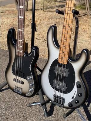 Silverburst , which one are you taking? Also thanks Leo Fender for designing these 2 iconic basses #fenderguitars #fenderbass #fenderprecision #fenderjazzbass #musicman #musicmanstingray #ernieball #leofender #guitartok 