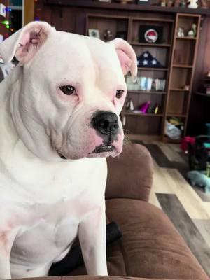 #bubblesthebulldog #americanbulldog #bubblyboo #positivevibesonly💙 #lifeaccordingtobubbles #bulldogsoftiktok #fyp #trending #viralvideo 