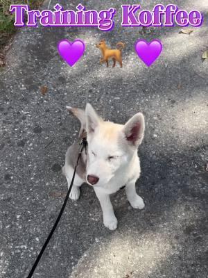 🐕 ❤️😎 #koffee #siberianhusky #husky #puppy #training #DogTraining #dogtrainingtips #puppylove #girls #girldogsrule #girldog #emotionalsupportanimal #emotionalsupportdog