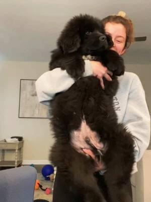 18 lbs —> 170 lbs in 2 years 🥹🤍 #newfiesoftiktok #dogsoftiktok #dog #puppy #puppytiktok #newfoundland 