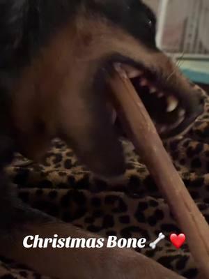 Reba got a Christmas Bully Bone!  $8.49!!! For a piece of rawhide!  Man i hope these prices go down, id love to be able to give more. Merry Christmas Reba girl 💗💗🦴 #tsc #dogbones #bullybones #rawhide #pricestoohigh #dogs #blueheelersoftiktok 