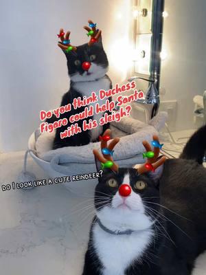 Do you think Duchess and Figaro could help Santa drive his sleigh? #tuxedokitten #tuxedokittensoftiktok #tuxedocat #cutecat #reindeerfilter  