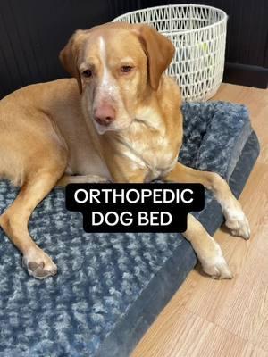 This boy loves his new bed. And im sure his hips do too! #orthopedicbed #dogbed #dogtok #dogjointhealth #doghiphealth #hipsupport #dogs #dogsoftiktok #dog 