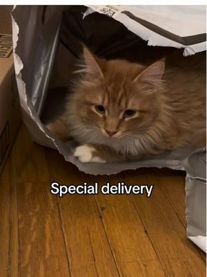 The BEST part is always the bag!! #amazon #delivery #sillykitty #cutekitty #babykitty #fypage 