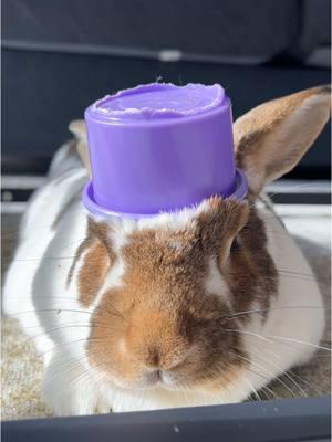 Bobby’s special interest is eating microplastics #bobbytherabbit #cuppong 