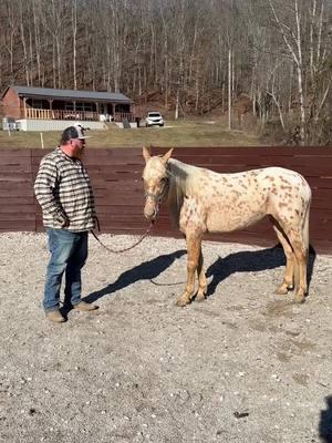 Pokémon #fyp #appaloosa #ewhtrailhorses 