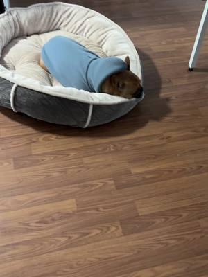 Pet bed ##PetBed##DogBed##ComfyDogBed##LargeDogBed