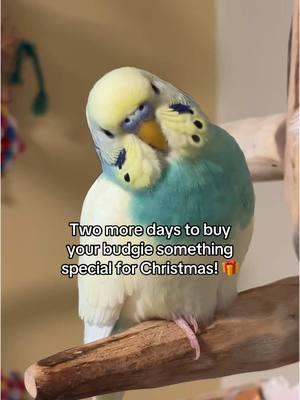 #foryou #birds #parakeets #birdsoftiktok #animals #animalsoftiktok #parakeetsoftiktok #budgiesoftiktok #budgies #parrot #parrotsoftiktok #fyp #foryoupage 