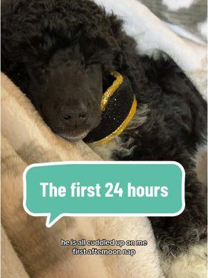 Alphie’s first 24 hours 💛 everyone is doing great!  #puppy #puppytok #puppytiktok #dogtok #dogtoker #poodlepuppy #poodle #poodles #multidoghousehold #dogowners #dogownersoftiktok #dogowner #fy 