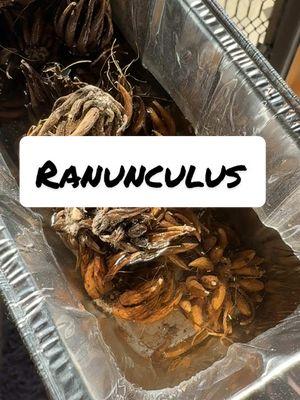 Ranunculus! We are going hard on them in 2025. Planting out over 1,000 corms. #flowers #flores #weddingflowers #localflowers #southerncalifornia #losangeles #weddingtiktok #flowertok #cutflowers #flowerfarm #fyp 