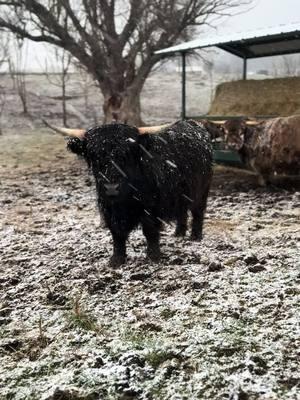 Nutmeg + Snow = Perfect Pairing!❄️🐮✨ #minihighlandcow #fluffycow #snow 