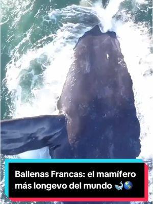 Ballenas Francas: el mamífero más longevo del mundo 🐋🌎 #jaimemaussan #maussan #naturaleza #animales #ballenas #longevidad 