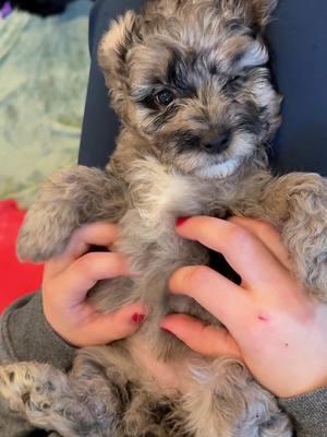 Sweet little love 💕 #deercreeklabradoodles #puppy #puppylove #puppytiktok #puppydog #puppylife #puppycheck #puppytok #doodlesoftiktok #doodlepuppy #doodlepuppies #doodlelovers #puppiesoftiktok #dogsoftiktok #puppydogeyes #newpuppy 