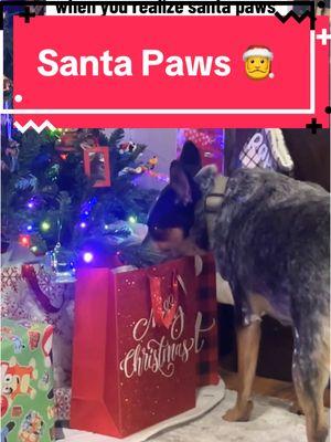 #dogsoftiktok #dog #christmas #blueheeler #redheeler #cattledog #heelers #austrailiancattledog #santa #santapaws