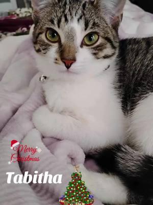 #CapCut #life #LifeHack #MomsofTikTok #tabitha #cat #tabby #tabbycat #tabbycatsoftiktok #cats #catsoftiktok #catmom #catmomlife #catmoms #merrychristmas #santa 