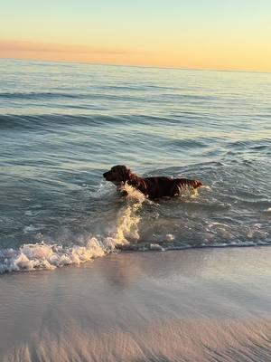 Waves crashing 🌊 #chloeandcalliesgoldenlife #goldenretriever #dogsoftiktok #beach #florida #pensacolabeach 