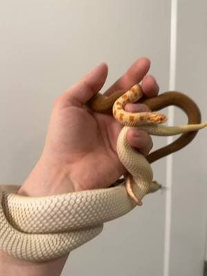 Grilled Cheese, Toast, & Butter  #hognose #hognosesnake #hognosesnakesofinstagram #grilledcheese #albino   #snake #snakes #snek #reptile #reptiles #reptilesofinstagram #reptilelover #reptilekeeper #pet #pets #daily #instagram #tiktok #reels #cute #fun #happy #ballpythonsoftiktok #boise #idaho 