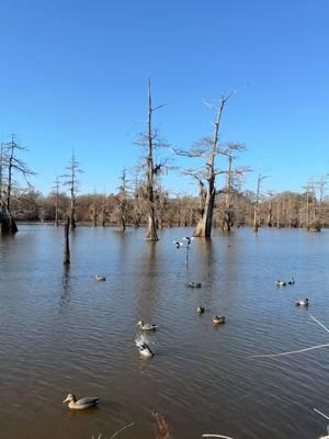 #backforty #backfortytv #duck #duckhunting #decoys #mojo #philrobertson #duckcommander #keeplifesimple #duckblind @Phil Robertson @Dalton Edwards @ZBerry125 it’s not about the limits. It’s about understanding how limited time is. 