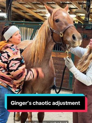 Chaotic Chiro for Ginger😅🐴 #equinechiropractor #broodmare #redmare #redroan #horsecare 