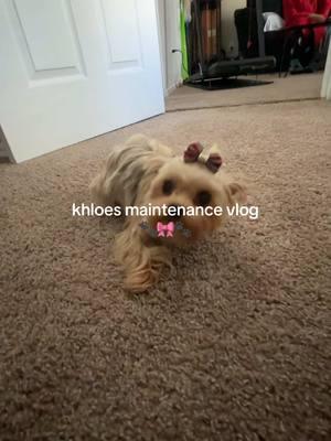 Khloe’s holiday maintenance 🐾🧁🎀  #yorkiesoftiktok #teacupyorkie #yorkiemom 