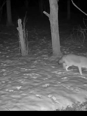 Are coyotes a problem in your area? #spypoint #trailcamera #trailcam #whatgetsyououtdoors #gamecamera #trailcams #whyispypoint #trailcameras