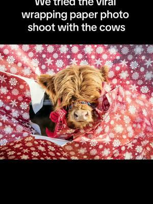 Natalie was loving the photo shoot with @Addie Lee Photography #millcreekfarmstn #addieleephotography #cookevilletennessee #tennessee #foryoupage #fyp #cowsoftiktok #highlandcattle #calves #wrappingpaper #photoshoot #christmas 