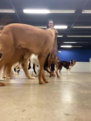 Anithwr day in the playroom!!! #fyp #doggydaycarelife #dogsoftiktok #k9cloud9 #doglover 