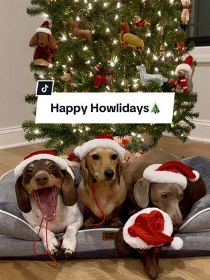 Wishing everyone a Merry Christmas from the Weenie Dog Pack 🎄🐶🎅🏻🐾 #weeniedogpack #merrychrysler #dachshundsoftiktok #santapaws #miniaturedachshund #longdoggosclub #loveofdogs #happypawlidays #dachshundlifestyle 