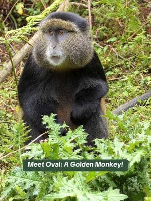 He may look adorable, but this alpha male reigns supreme! 🐒 Oval, the dominant male of the Kinege golden monkey family, earned his name from the shape of his ears. He leads a family of 60 individuals, which formed in 2019 after splitting from the Kabatwa family. You can (symbolically) adopt Oval today! Whether you want to adopt him for a holiday gift or as a little present to yourself (we don’t judge), you can be sure that you are making an impact with your spending: all proceeds from Fossey Fund adoptions go directly to our boots-on-the-ground conservation work. Learn more - just visit the link in our bio! For digital delivery by Dec. 25, make sure to order your adoption by TONIGHT (Dec. 23) at 11:59 PM. Get 20% off all adopts with code GorillaGift20 at checkout! #conservation #goldenmonkey #primate