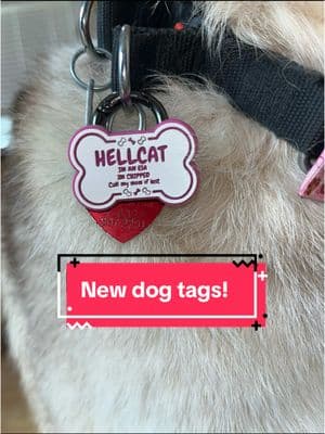 Use my affiliate referral link for 30% off  https://hushpuppydog.com/?ref=wxNfWDL1 #dogtags #dogtagsengraving #hushpuppies #safteyfirst #ICE #lazerengraving #itshadesworld✨ #huskylabmix #siberianhusky #gift #stockingstuffers 