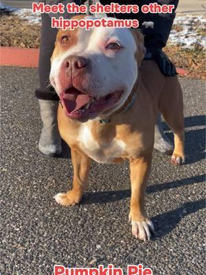 The Burlington County Animal Shelter has quite a few Hippopotamuses. This one right here is Pumpkin Pie/Roman, he’s got two names but goes by Pumpkin most of the time. Pumpkin is one of our newer dogs, who has won over the hearts of a few people. He’s hoping lots of people on the internet will see him and win them over as well🤎 • • • If you’re interested in Pumpkin or would like to see our other happy hippos visit the Burlington County Animal Shelter in Westampton NJ • • • #fyp #hippopotamusforchristmas #pumpkinpie #share #happyhippo #shelterdogsoftiktok #bigboy #pittiesoftiktok #pitopotomus #roman #fypシ #shelterdogsrock #bullylove #monday #homelessdogs #helpingdogs #sheltervolunteer #fyppppppppppppppppppppppp #iwantahippopotamusforchristmas #foryoupageofficiall #nj 