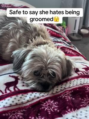 We did our best🫢 #mydog #dogsoftiktok #doggrooming #mypup #mypuppy #cutedog #shihtzu #smalldog #dogo #doggyhaircut #followalong #askquestions #trendingdog #dogmom #funnydog #dogtrend #puppy #dogtips #puppytips #cutepup #funnypuppy #mypetdog #spoileddog #cutepets #livszoo 