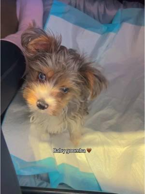 Such a cutie 🤎 #puppy #puppytiktok #yorkie #yorkiesoftiktok #yorkiemom #yorkiepuppy #yorkielover #puppylife #puppydog #puppycheck #puppycheck 