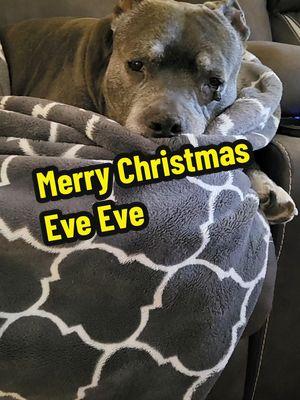 Merry Christmas Eve Eve #dogsoftiktok #dogs #dogtok  #seniorpup #noenergy  #drama  #friends  #nala #cute  #angel  #petsarefamily #tired  #dogvideo #pitbull #friday  #bullybreed #bestie  #pitbullsoftiktok  #furbaby #sosweet  #furbabylove #dogmom @jamesjobe35  dog video if you are a dog lover dogs that sleep my soul dog poem Dog Talking Dog TikTok Trends funny dog videos