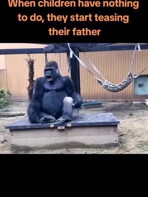 When children have nothing to do, they start teasing their father #couple #monkeydluffy #fyp #babygorilla #cutegorilla #gorilla #animals 