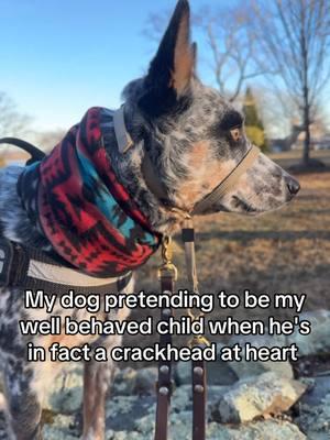 #blueheeler #dogtok #heelersoftiktok #heelertok #cattledog 