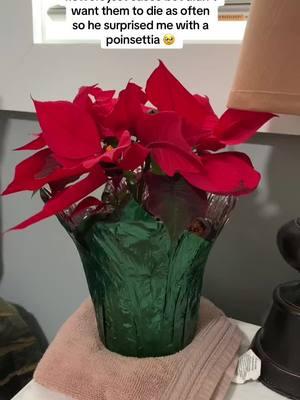 so thoughtful 🥹🥹 #poinsettia #poinsettias #minnesota #mn #flowers #justcauseflowers #plants #justcause #thoughtful #sweet #midwest #poinsettiasforchristmas 