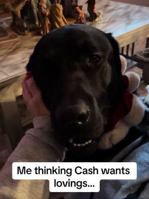 And it is only 4:30😂😂 #chaoswithcash #tank💙cash #ourlittlecircus💙 #dogsofttiktok #funnydog #labrador #dogmom #fyp 