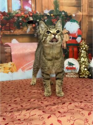 All Gumbo wants for Christmas is her 2 front teeth.....and a bottom lip!!! He's a super sweet boy who loves to play and be silly! He also is housed with a friend, so we know he does okay with other cats! Catch our facebook post highlighting this guy tomorrow! #alliwantforchristmasismytwofrontteeth #teefies #gumbo #catsoftiktok #adoptdontshop #cat #tabbycat #christmas 