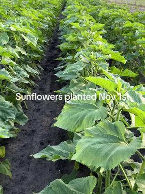 These sunflowers were planted Nov 1st and are almost ready. #Sunflower #flowerfarm #grovelandflorida #wintergardenfarmersmarket 