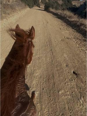 Yes i thought she was gonna take off 😭 #luna #mares #bridleless #sinfreno #trailride #caballos   #gallopinghorse #sorrelmare #redmare 