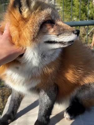 Thystle is my love, always.  #clevyrThystle is sponsored by Nicole N.  🔆 Clevyr Creatures is a 501(c)(3) non-profit domestic fox sanctuary. All donations are tax deductible. EIN 99-0469439 🔅Ways to donate:  https://clevyrcreatures.com/pages/how-can-you-help 🔅 Sponsor a Fox: https://clevyrcreatures.com/pages/sponsor GiveButter:  https://givebutter.com/j6ki7X 🔅Venmo: @ClevyrCreaturesFoxSanctuary 🔅PayPal: @Clevyr 🔅Cashapp: $ClevyrCreatures 🔅Mailed donations:  Clevyr Creatures Fox Sanctuary 429318 state highway 3 Unit 97 Rattan Oklahoma 74562  🔆 We are completely dependent on the public for donations to do what we do here! If you cannot donate, please interact! Leave comments, like, and share our posts!  #clevyrfoxes #fox #foxes #petfox #redfox #foxrescue #foxsounds 