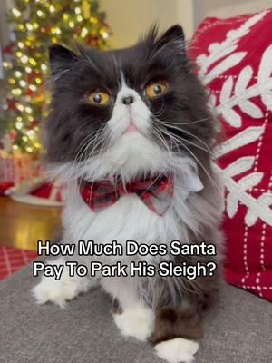 Nothing says Christmas better than a bad Santa joke told by a grumpy cat!  #christmas #christmastiktok #cats #dadjoke #joke #cutecats 