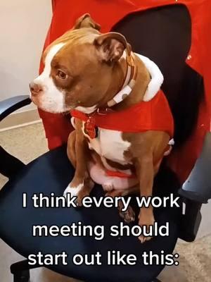 how every work meeting should start 😂 #onthisday #tinnertuesday #dogtok #pets #dogs #PetsOfTikTok #pettok #dogsoftiktok #dog #pet #dogmom #dogparent #dogparents #dogmomlife #cute #cutedog #adorable #cuteanimals #adorabledog #humor #funny #work #workhumor #workmeeting #meetings #dogatwork #workdog #setthetone 