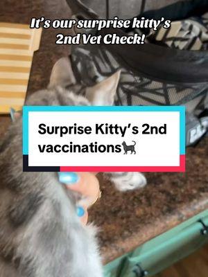 #surprise kitty’s 2nd #vetvisit @AMC and The Village🐶 #wonderspotsbengals @Lillian🤍 