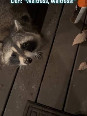 Diva Dan is turning up the sass (and the charm) to get more cookies! Glenn hears about her/his beauty again from the waitress. #danscrunchcafe #wildlife #danfans #danfansonly #fyp #raccoonsoftiktok #hidan #smackies #raccoons #threeleggedraccoon #dantheraccoon #nightnitedan #asmr #raccoonasmr #kindnessmatters 