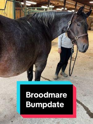 Broodmare Bumpdate🐴 (12/23) #broodmare #bumpdate #foalingseason2025 #maresoftiktok 