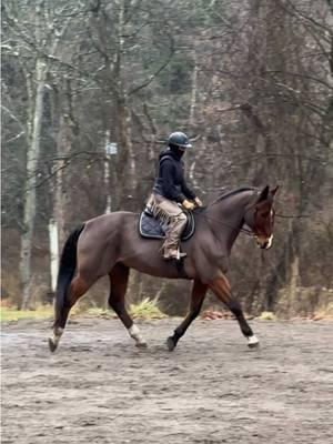 hey you don’t need shoes to make your horse a good mover hehe #equestrian #hunterjumper #showjumper #showjumping #eveter #eventing #warmblood #hanoverian #dressage #wenglish #fyp 