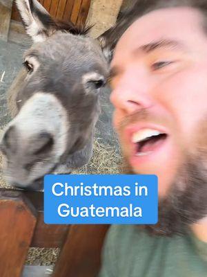 Christmas in Guatemala so far… #dominicktheitalianchristmasdonkey #christmasmusic #donkey #guate #guatemala #irtra 