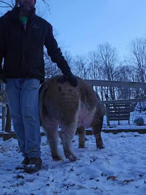 Still getting to know Jules, he's only been here 5 days now <3   #broomeanimalsanctuary #friendsnotfood #veganfortheanimals #ChooseCompassion #animalsanctuary #pigs #pigtok #pigsoftiktok @GregTonian @Broome Animal Sanctuary 